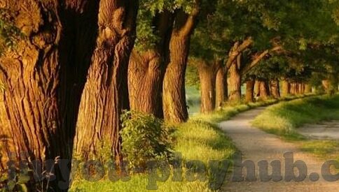 足球 比分多个预测-足球比分预测，多维度解析与多模型预测策略